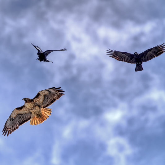 LensBrace Pro Tip- Use Common Birds To Locate Raptors And Birds Of Prey.