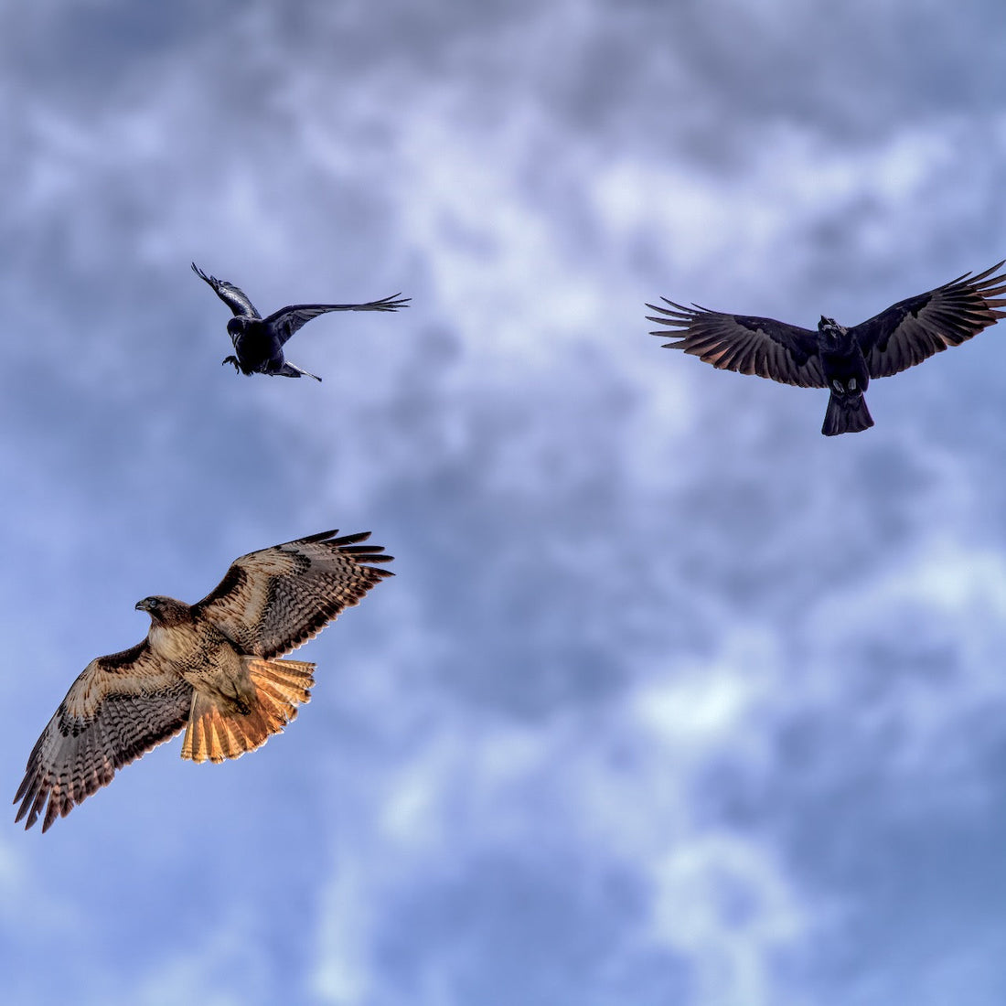 LensBrace Pro Tip- Use Common Birds To Locate Raptors And Birds Of Prey.